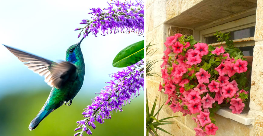 9 plantas para ayudar a los colibríes a no morir de hambre - Mundo Positivo