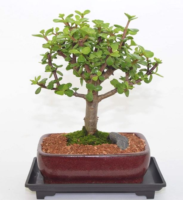 Cómo hacer un bonsái a partir de un árbol de jade Mundo Positivo